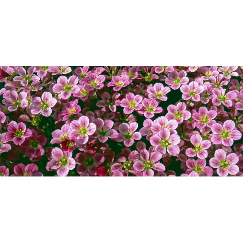 Saxifrage arendsii Flower Carpet Seeds