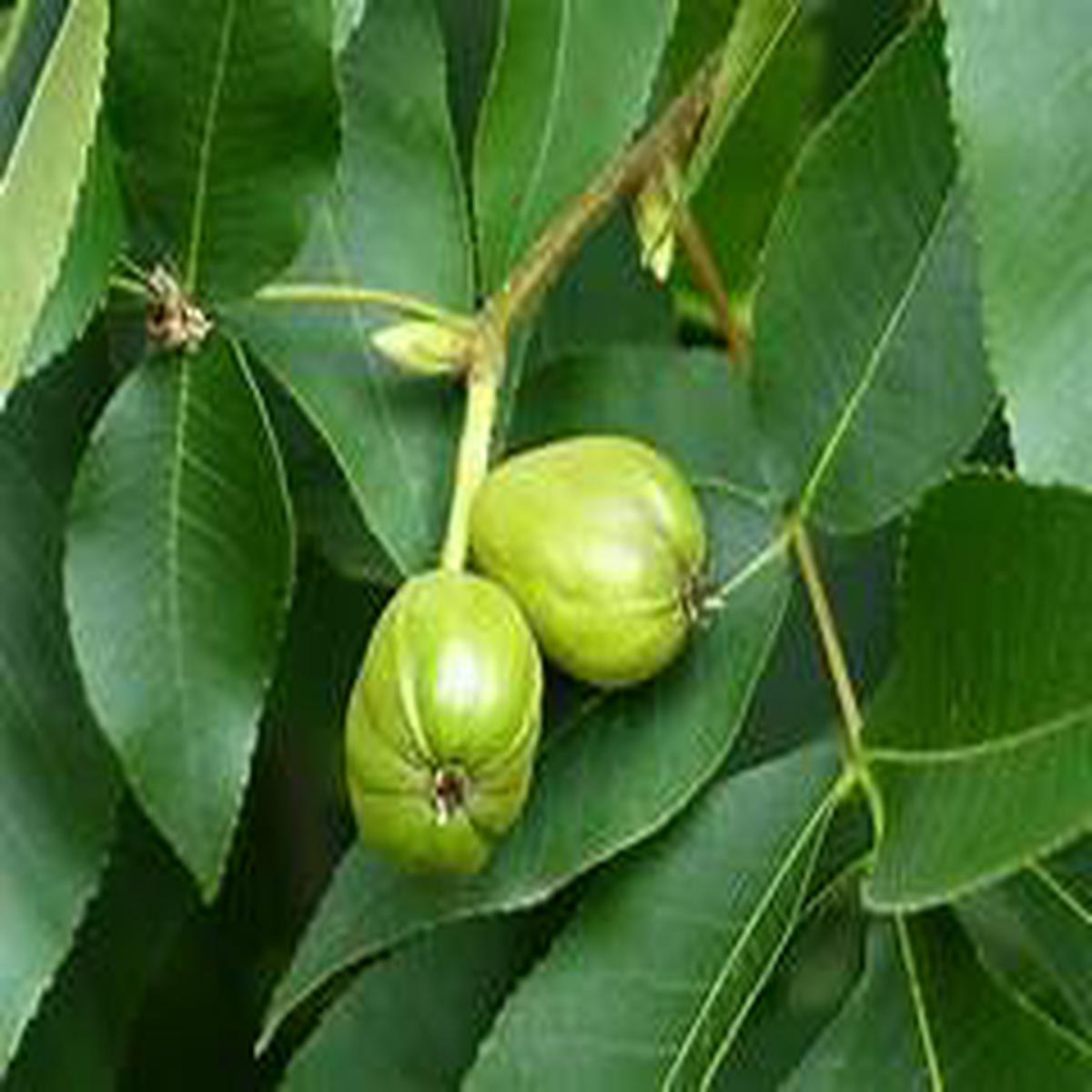 Shagbark Hickory fruit seeds for planting - Heirloom & Non-GMO garden seeds for hardy exotic nut trees