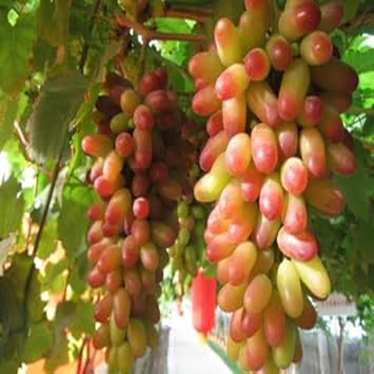 Sweet Grape fruit seeds for planting  Heirloom & Non-GMO Garden seeds