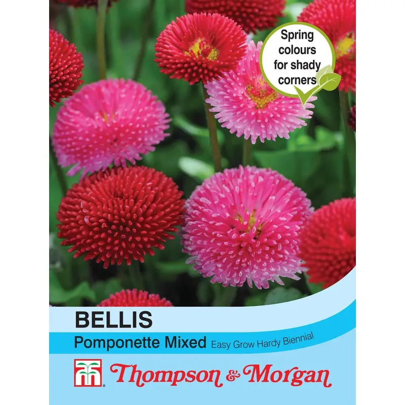 Thompson & Morgan Bellis Pomponette Mixed 250 Seed