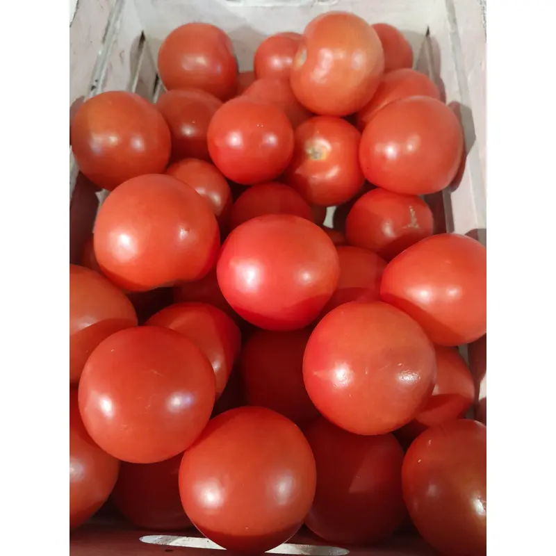 Tomato Outdoor Girl Seeds