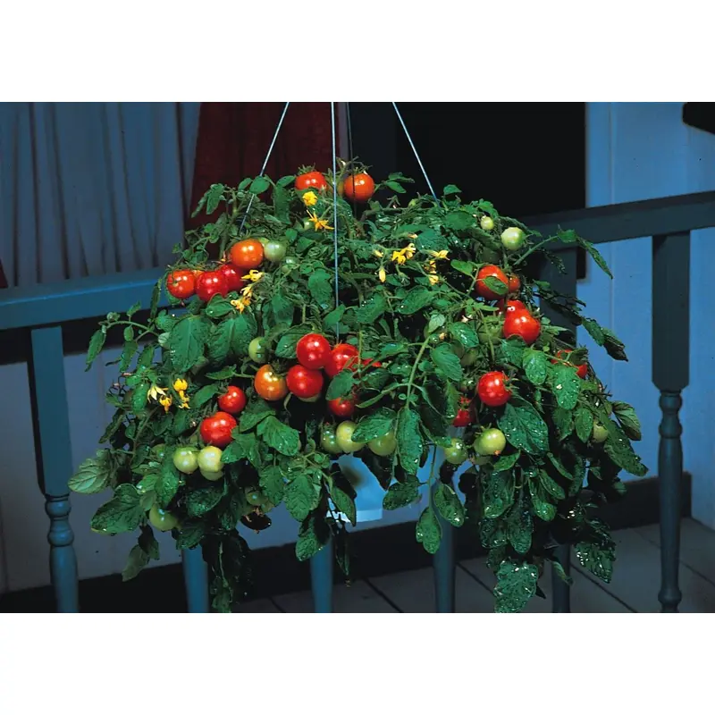 Tomato Tumbler F1 Hybrid Seeds
