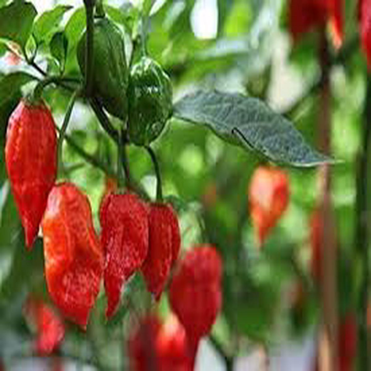 Trinidad Scorpion flower seeds for planting - Heirloom & Non-GMO Garden Seeds