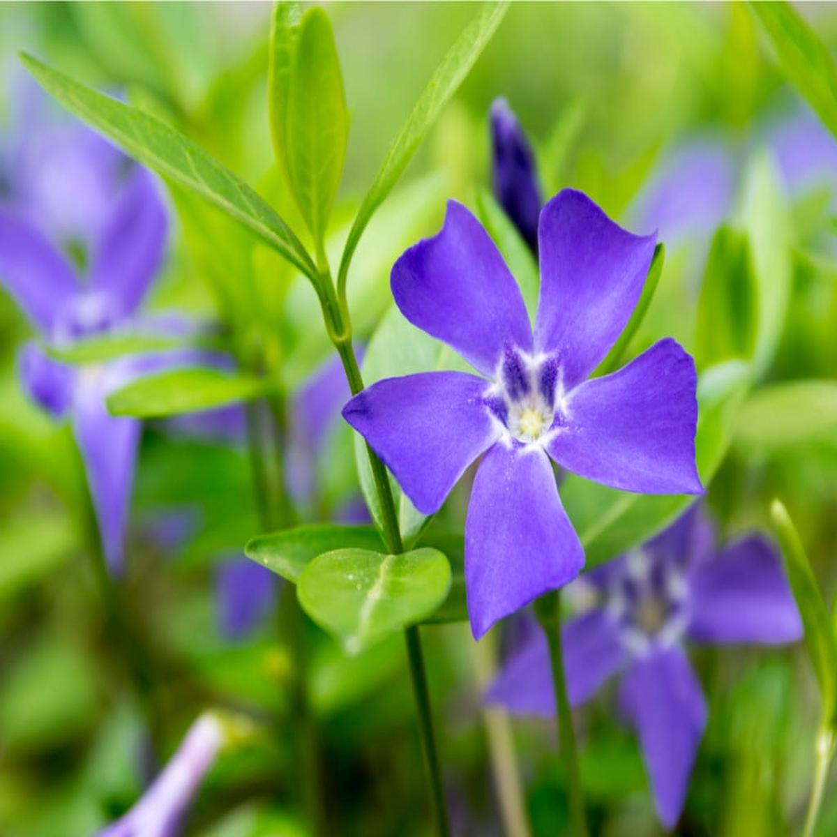 Violet Periwinkle Vinca Flower Seeds for Planting Heirloom, Non-GMO, Hardy, High Germination Seeds