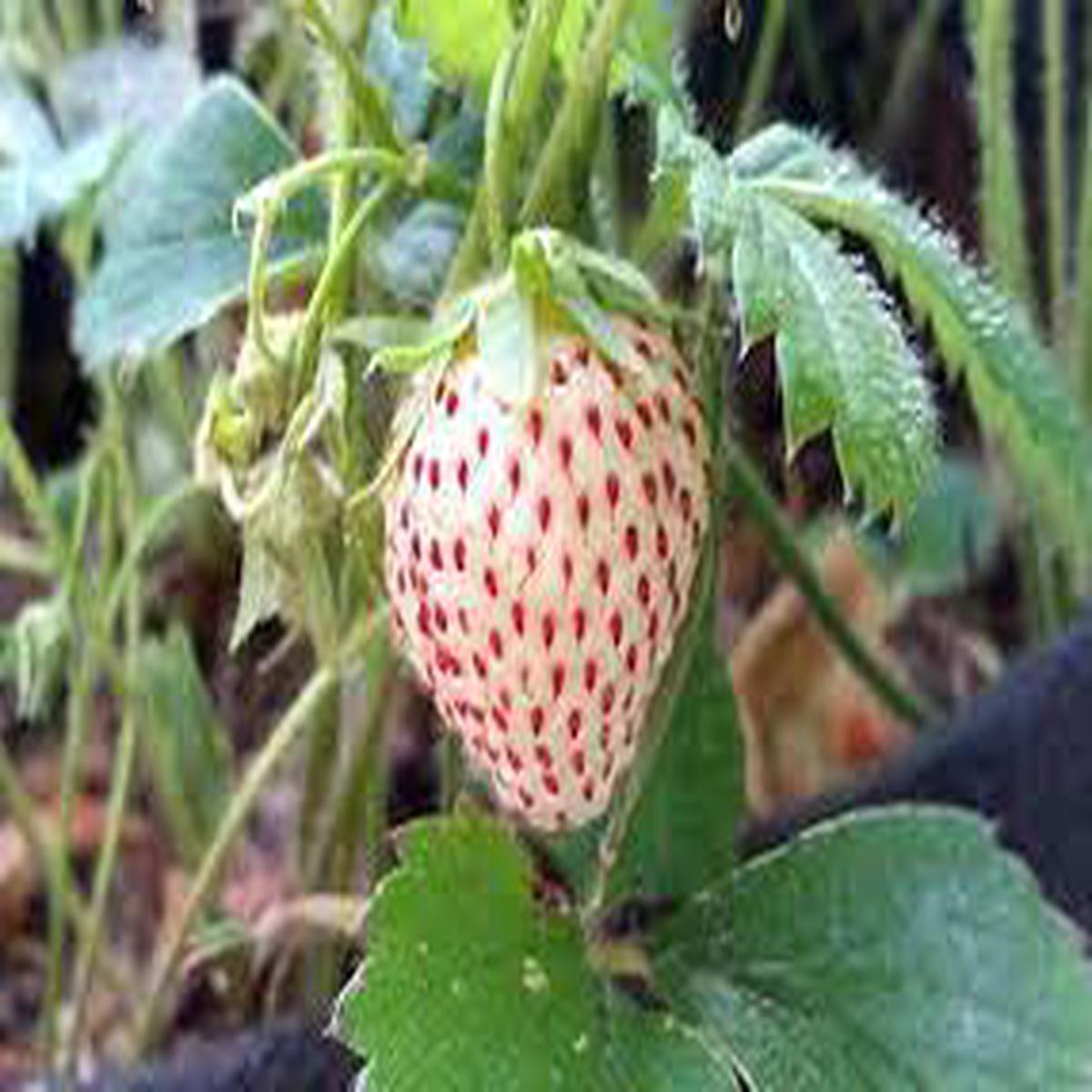White Alpine Strawberry Fruit Seeds  Heirloom, Non-GMO Seeds for Indoor & Outdoor Berry Planting