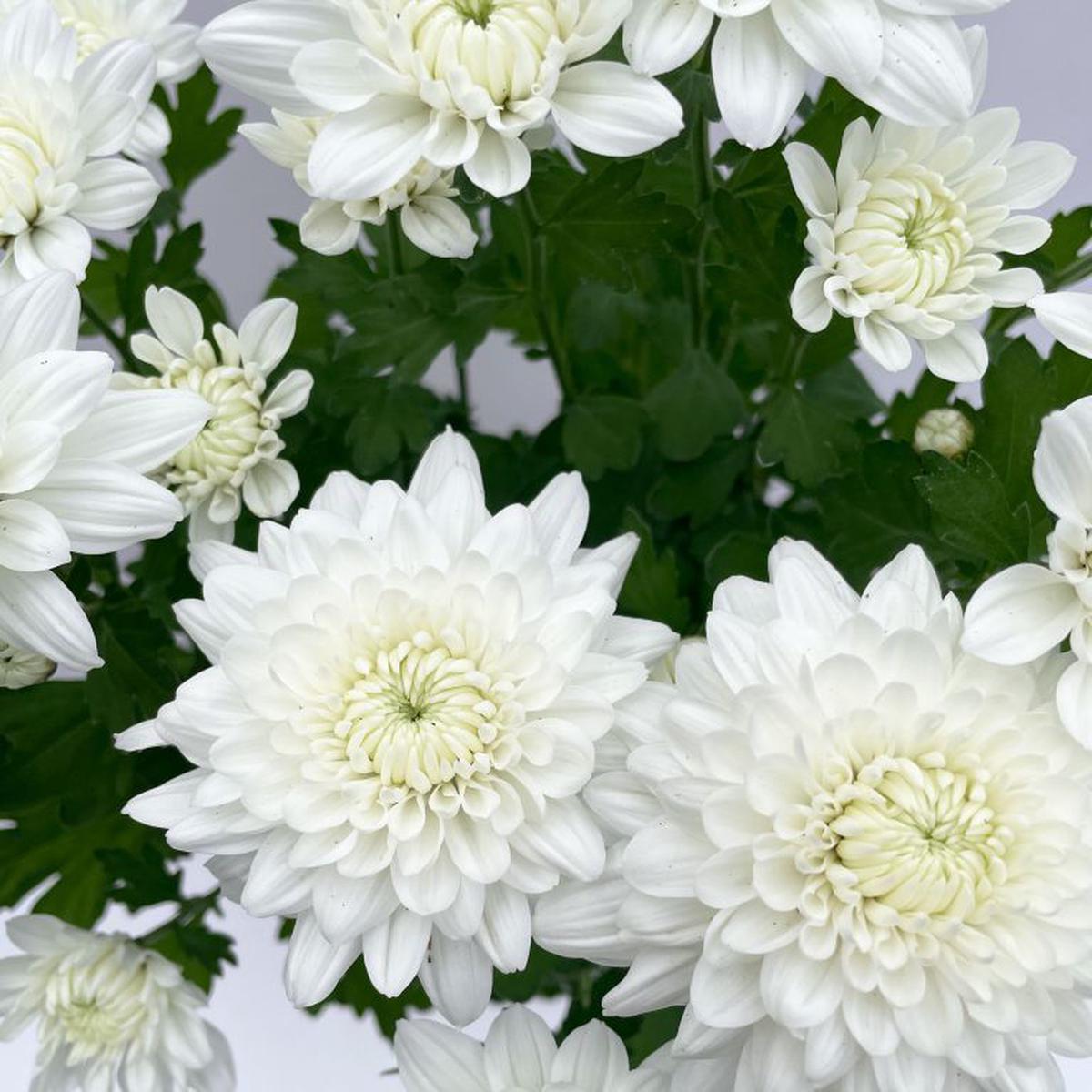 White Chrysanthemum Flower Seeds for Planting Heirloom Non-GMO, High Germination Organic Garden Seeds