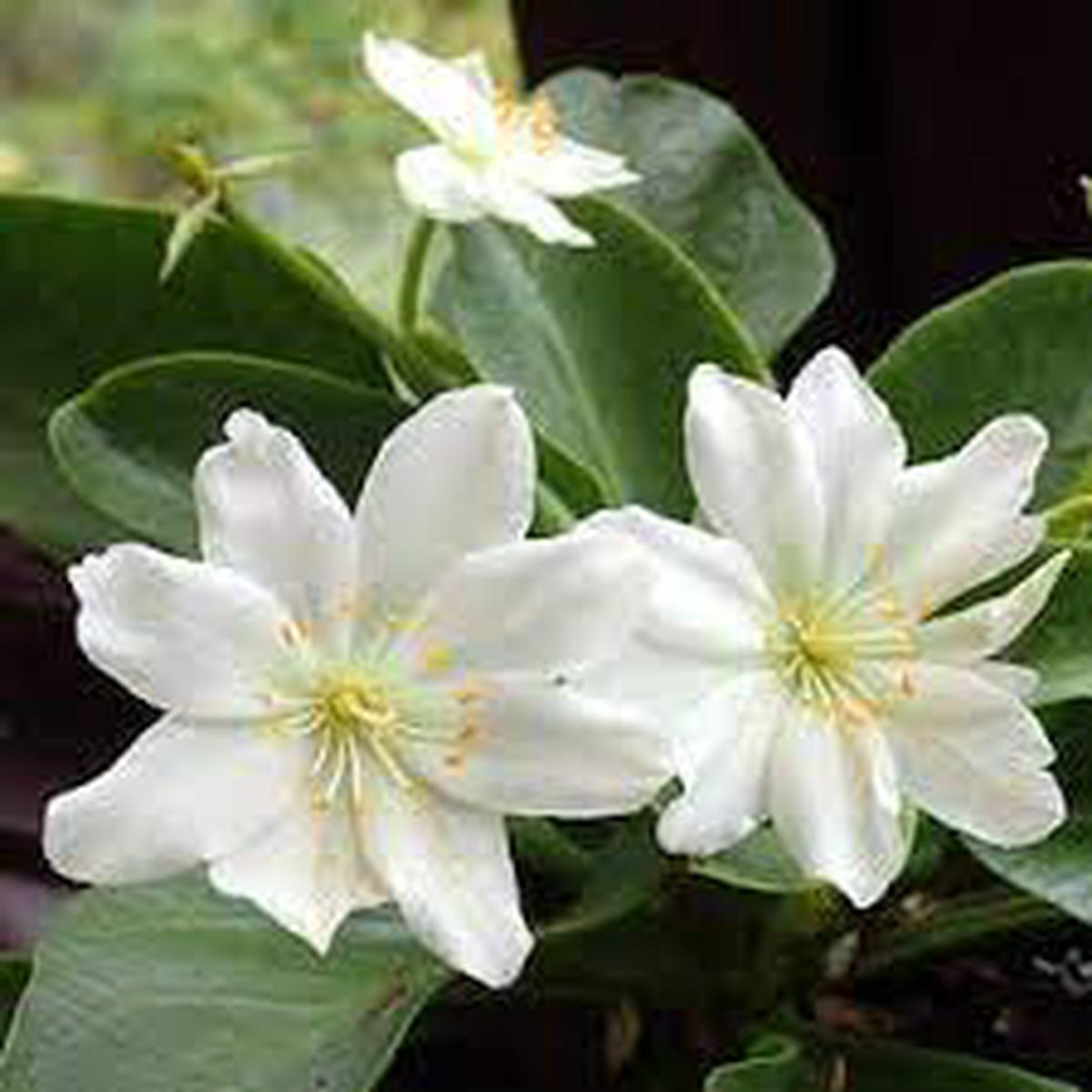 White Nevada Lewisia Flower Seeds for Planting  Perennial Rock Garden Blooms