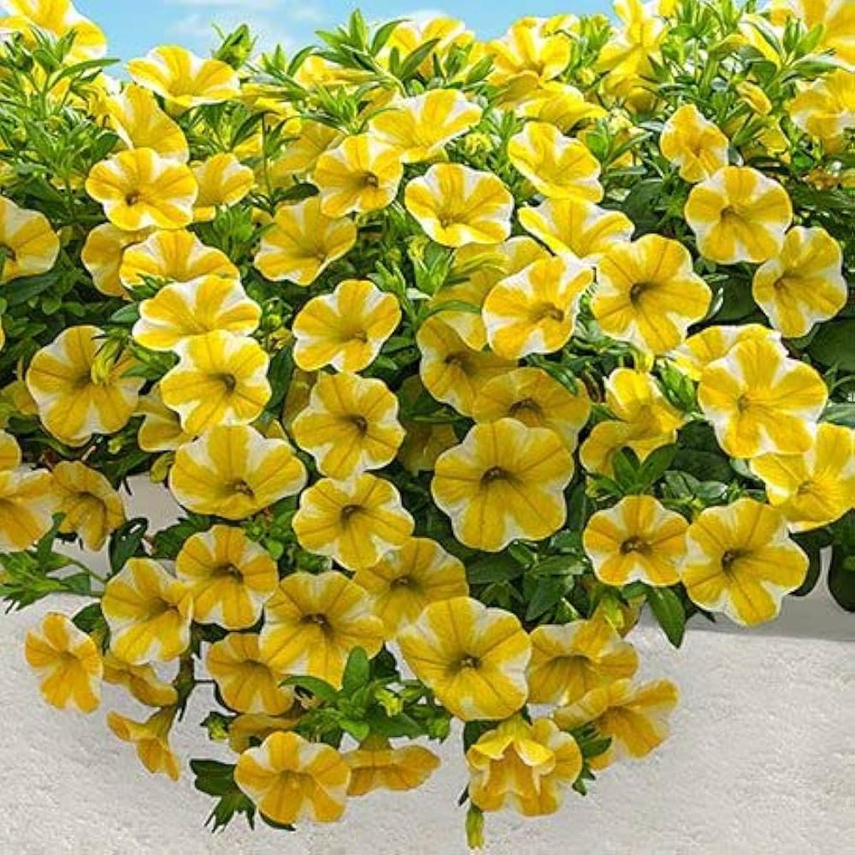 White Yellow Calibrachoa Seeds for Planting  Organic, Heirloom, Non-GMO