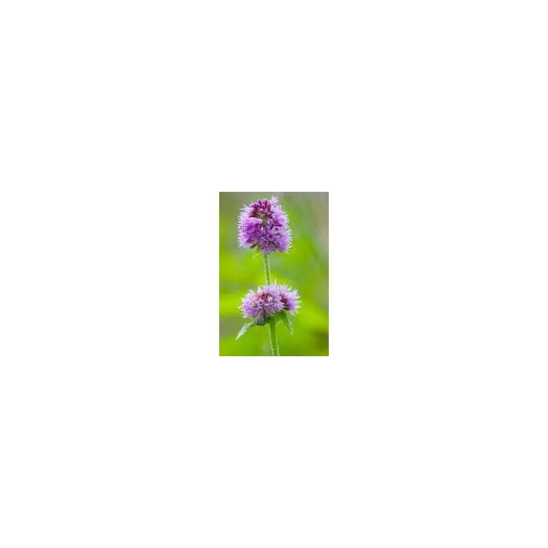 Wild Flower Water Mint Mentha aquatica Seeds