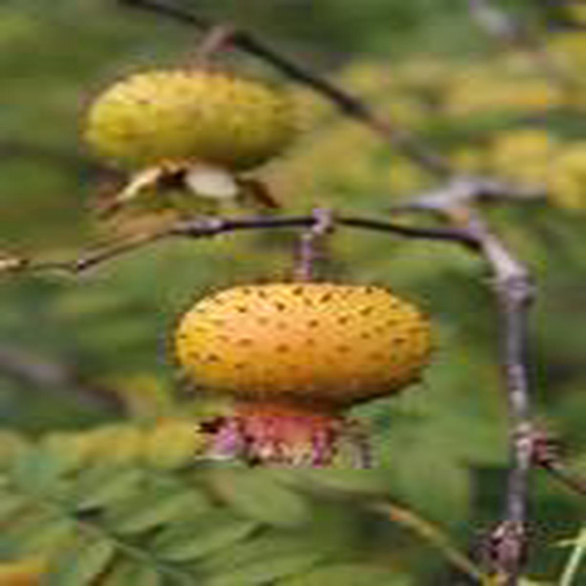Wild Rosa Roxburghii fruit seeds for planting Heirloom & Non-GMO garden seeds, nutrient-rich rose fruit