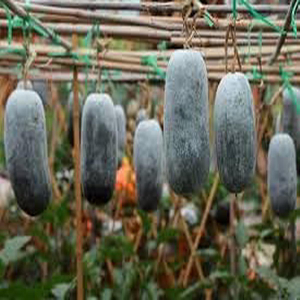 Winter Melon Seeds for Planting  Heirloom Non-GMO Organic Garden Seeds  Refreshing Melon for Soups & Stews