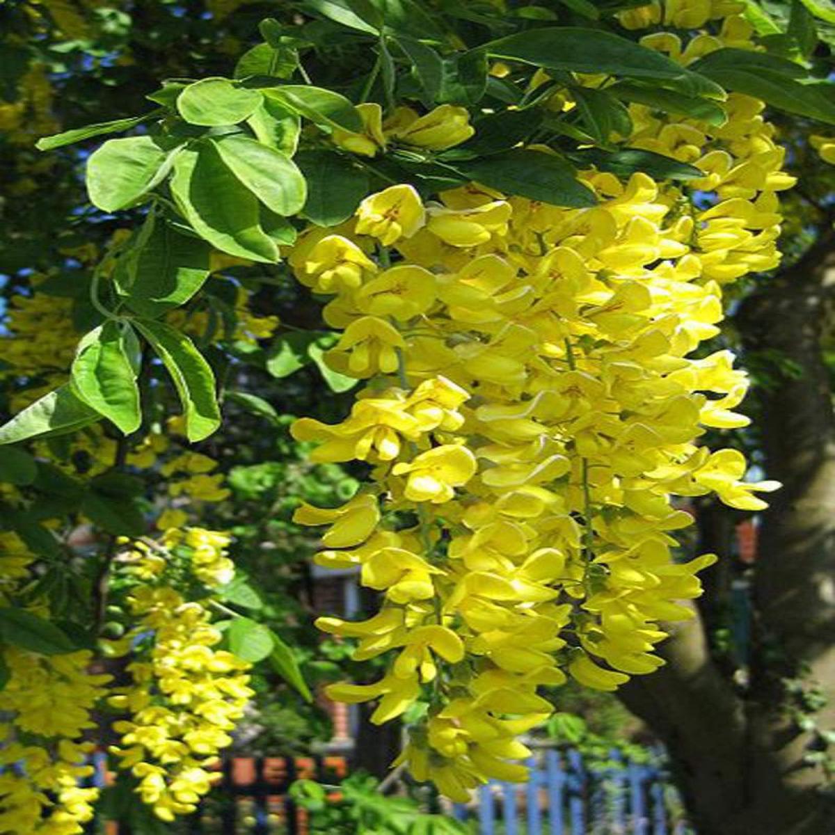 Yellow Anagyroides Flower Seeds for Planting Vibrant Golden Blooms for Gardens & Landscapes