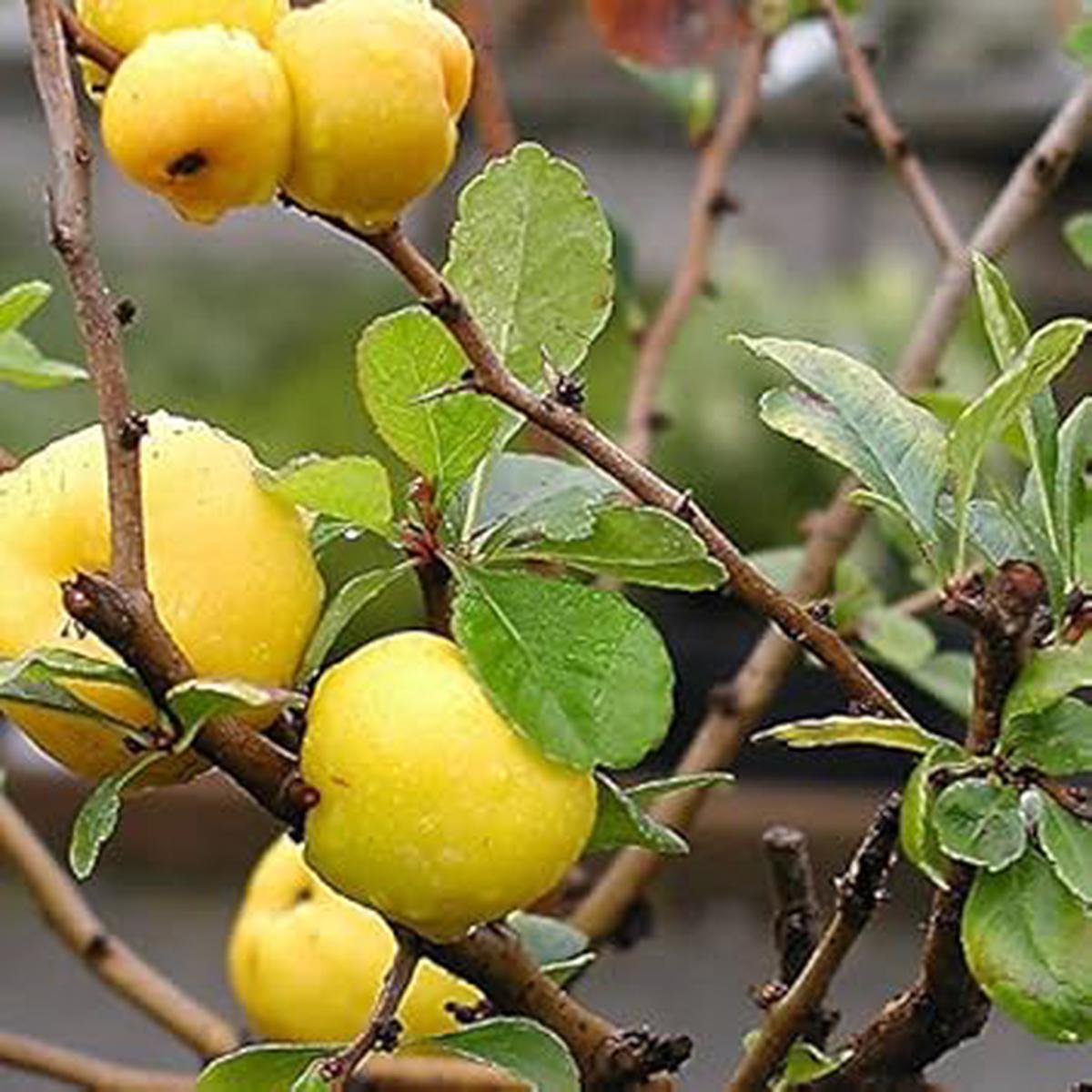 Yellow Chaenomeles fruit seeds for planting - Heirloom & Non-GMO Garden seeds