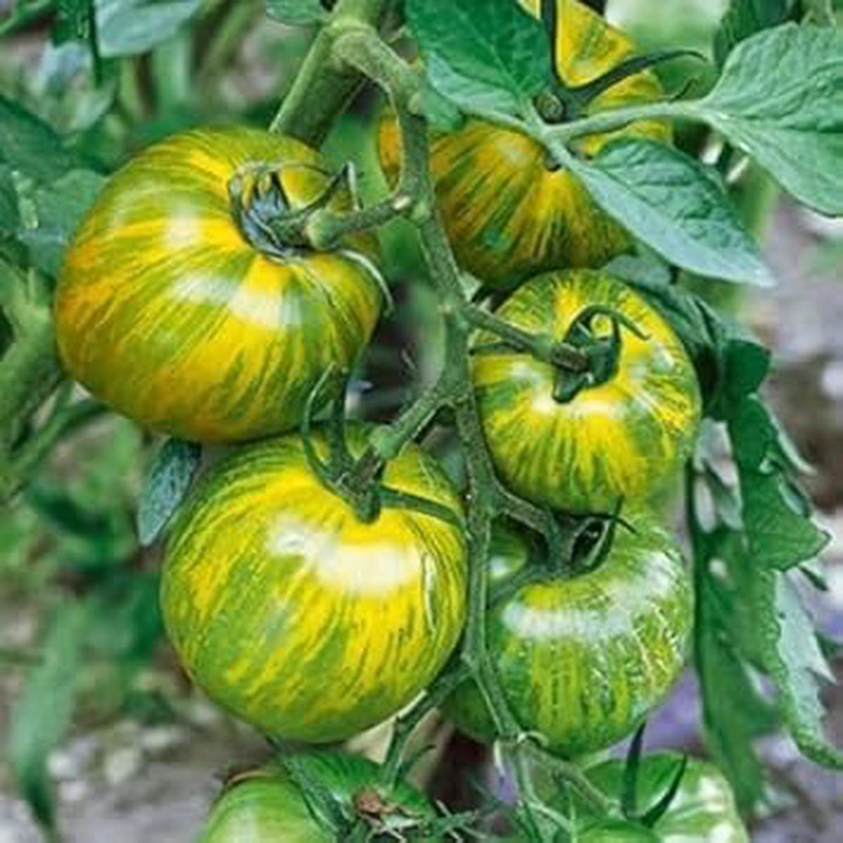 Yellow Green Tomato Vegetable Seeds for Planting Heirloom & Non-GMO Seeds, Sweet Bi-Color Tomatoes