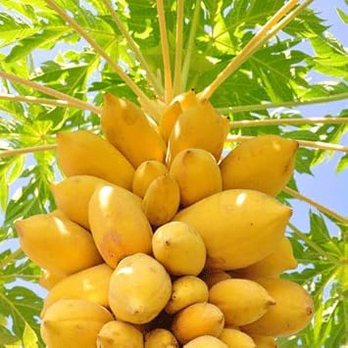 Yellow Papaya Fruit Seeds Heirloom, Non-GMO Seeds for Tropical Sweet Fruit Planting