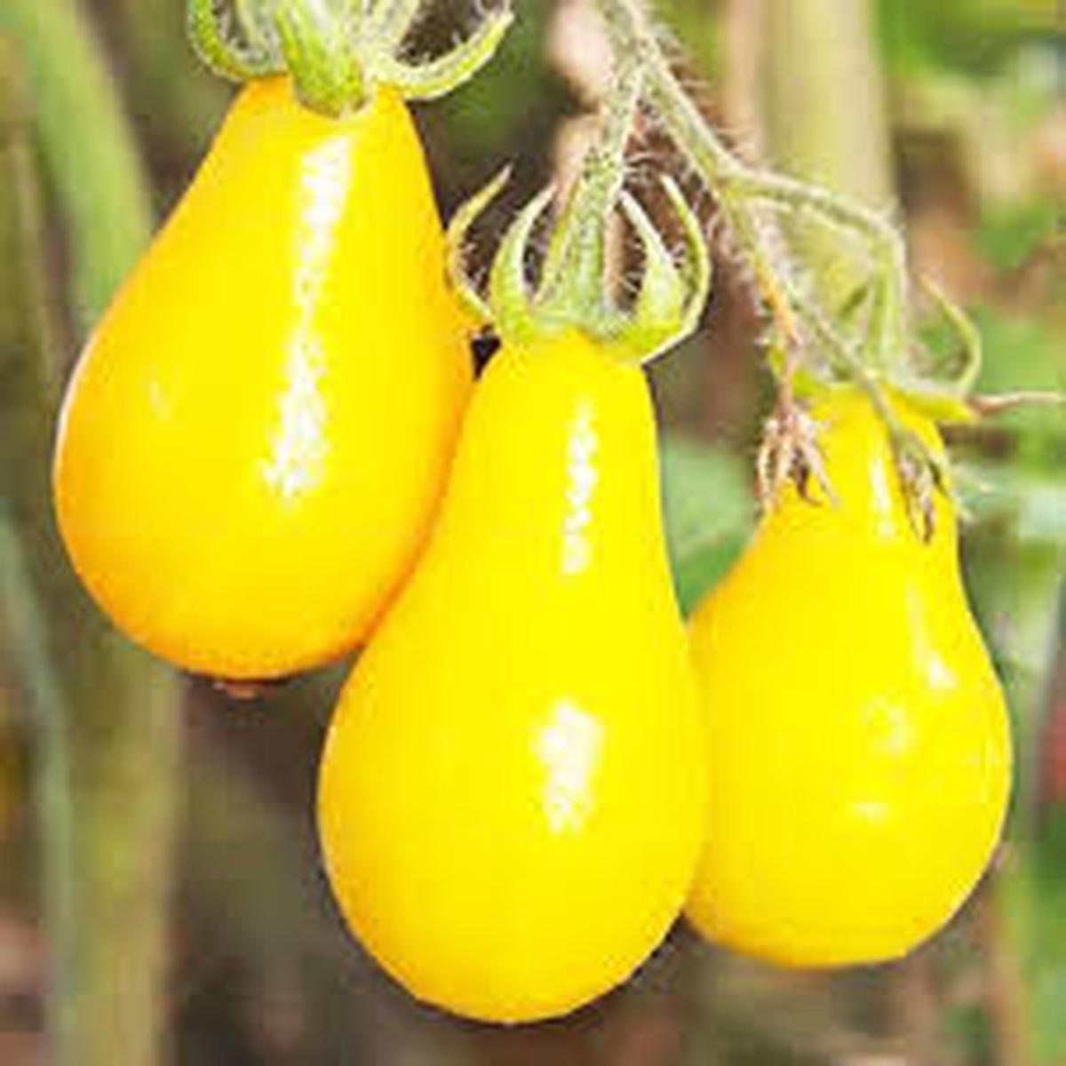 Yellow Pear Tomato flower seeds for planting - Heirloom & Non-GMO Garden Seeds