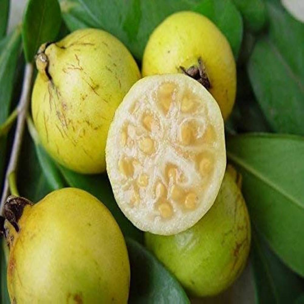 Yellow Strawberry Guava fruit seeds for planting - Heirloom & Non-GMO garden seeds for exotic tropical trees