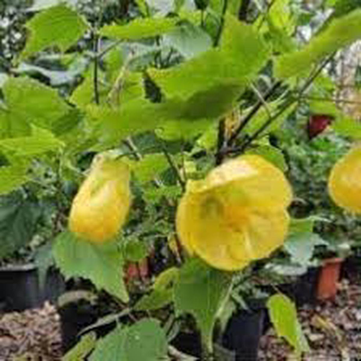 Abutilon Striatum Flower Seeds for Planting  Heirloom, Non-GMO, High Germination Organic Garden Seeds