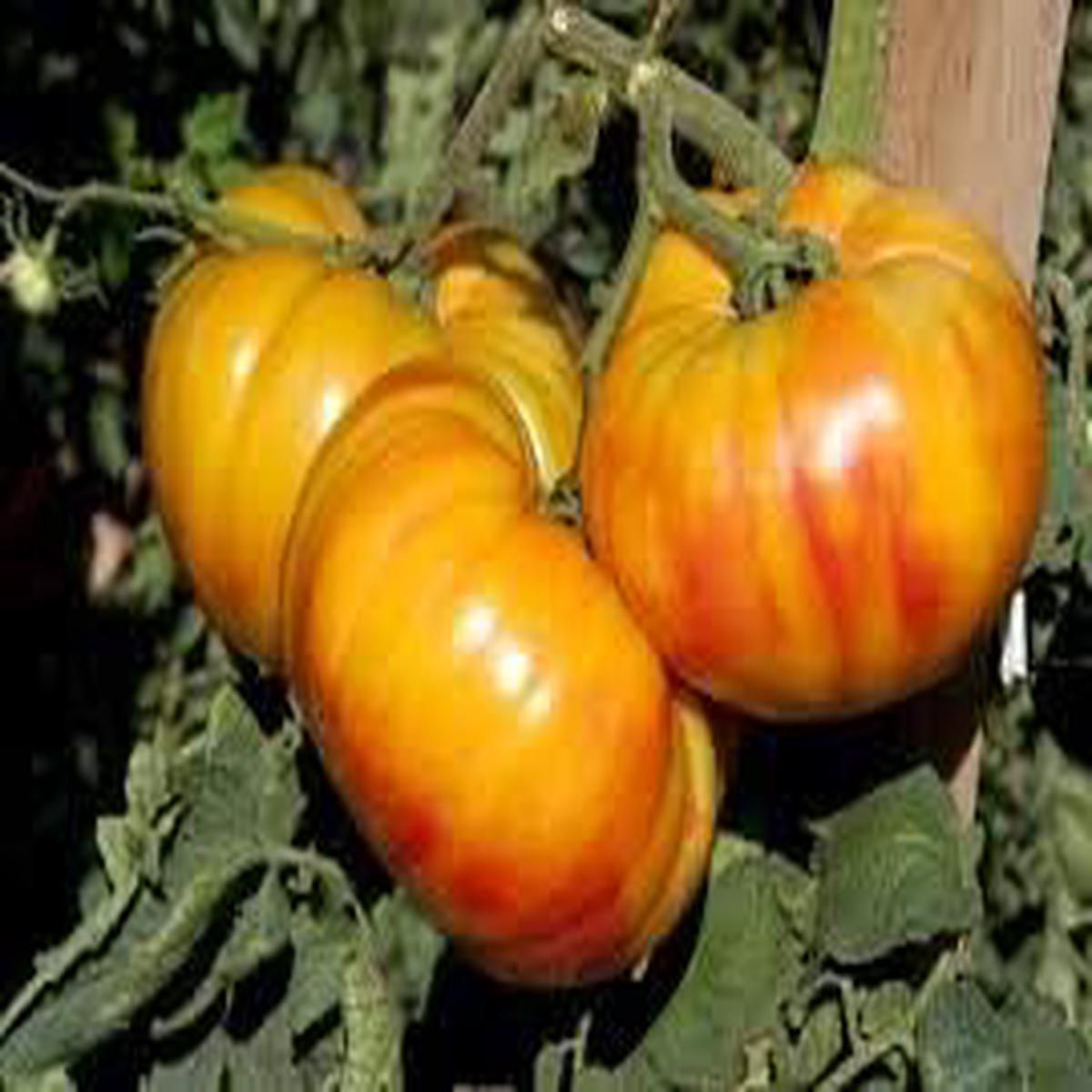 Big Yellow-Orange Tomato Seeds for Planting Heirloom Non-GMO Organic Garden Seeds with High Germination