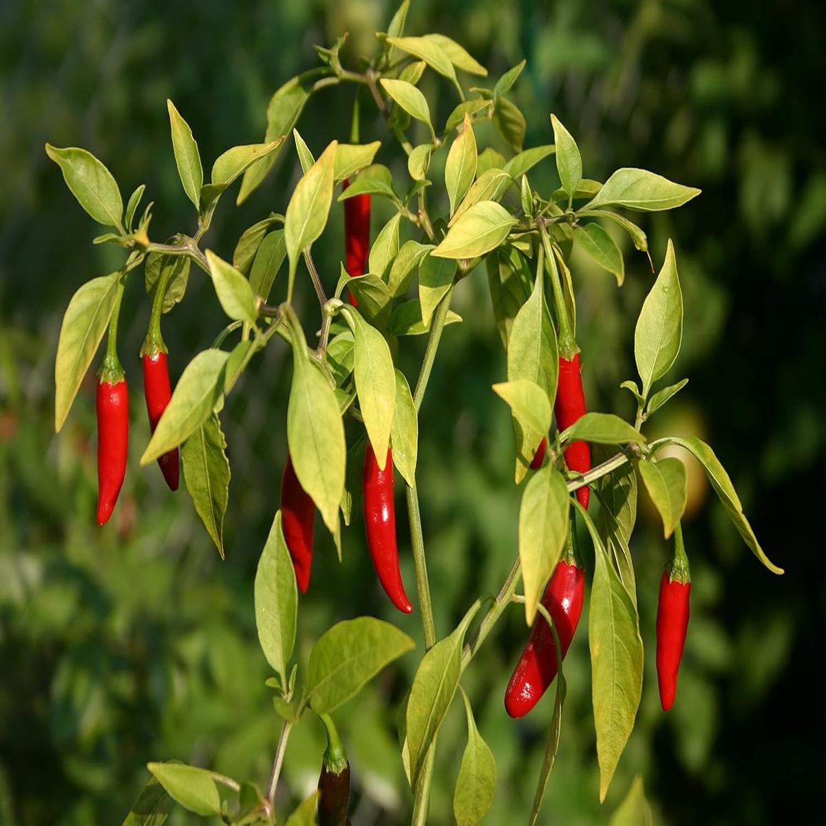 Birds Eye Chili Seeds for Planting  Heirloom, Non-GMO, Fiery Organic Garden Seeds with High Germination and Bold Flavor