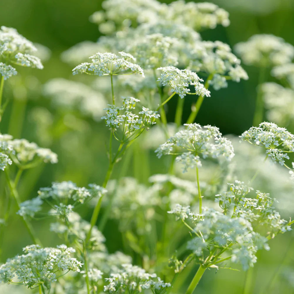 Caraway Seeds for Planting Heirloom, Non-GMO Aromatic Herb for Culinary and Pollinator Gardens