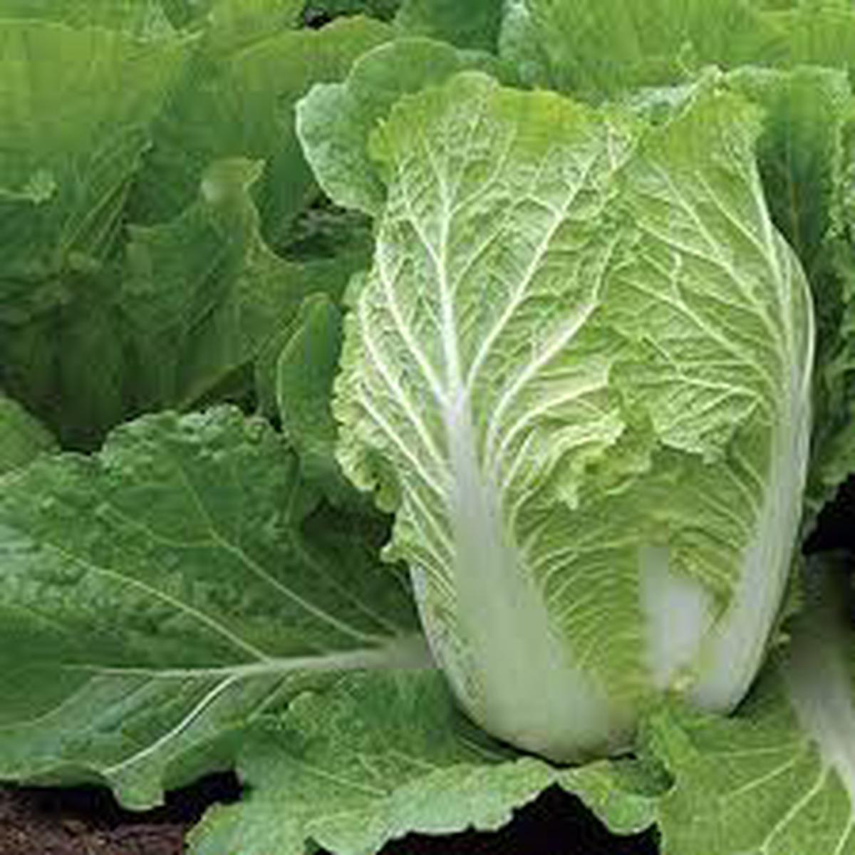 Chinese Cabbage Napa Seeds Heirloom, High Yield, Fast Growing Vegetable Seeds
