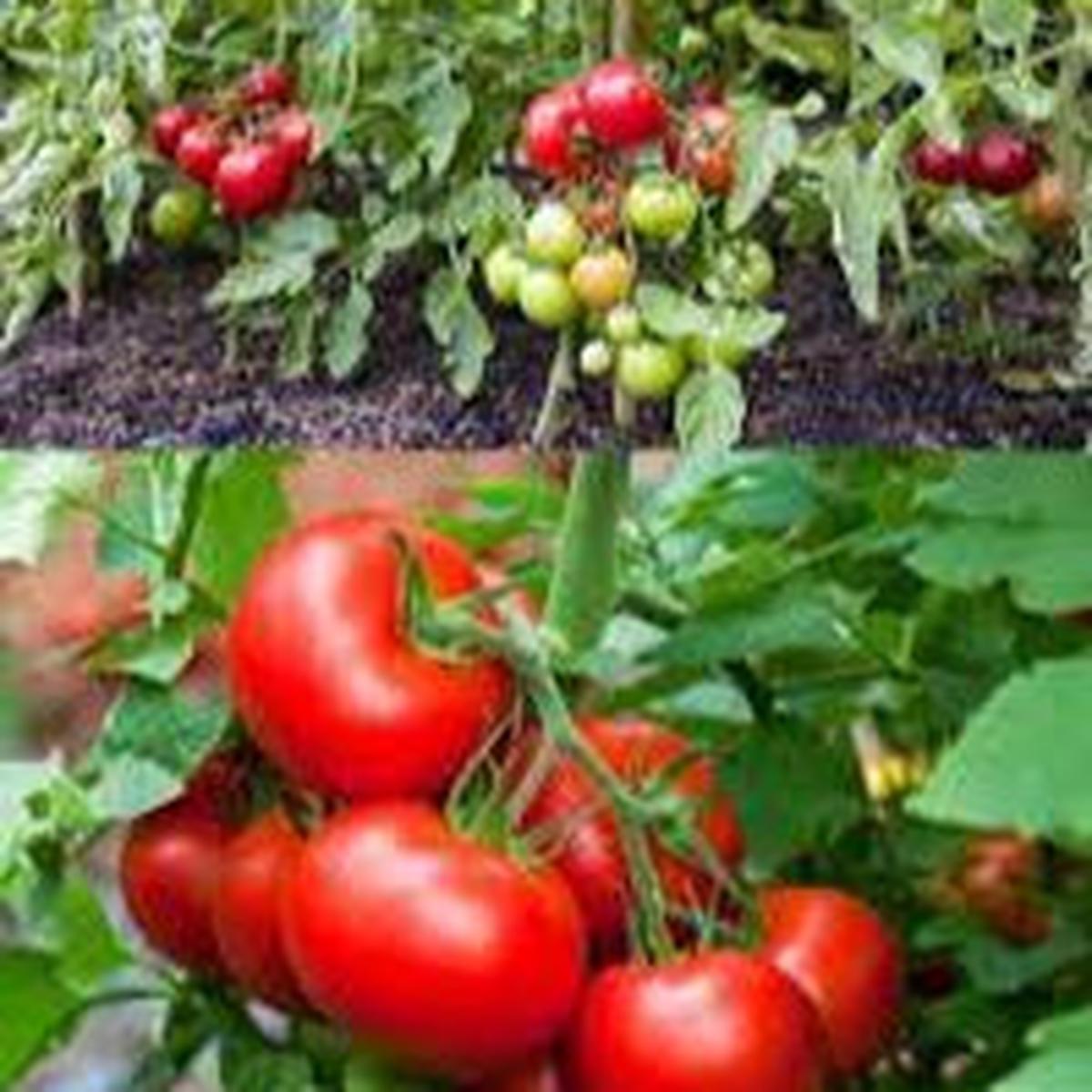 Early Tomato vegetable seeds for planting - Heirloom & Non-GMO Garden seeds