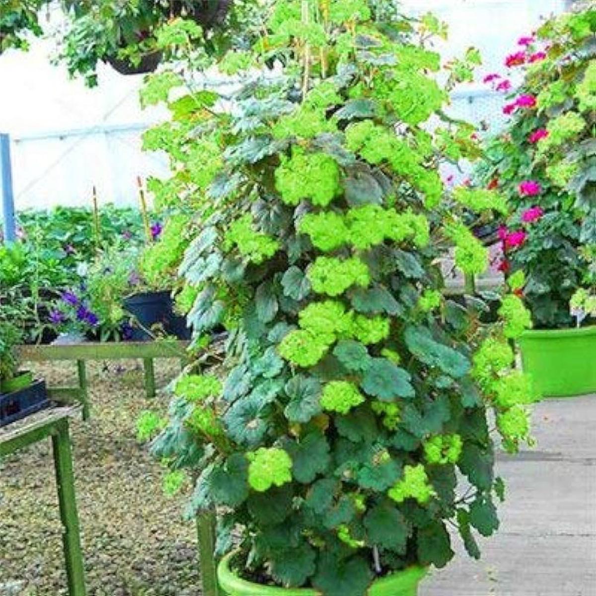 Green Geranium Flower Seeds for Planting Heirloom, Non-GMO, High Germination Seeds