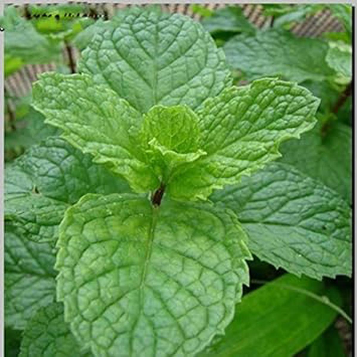 Green Mint Herb Seeds  Heirloom, Non-GMO Favorite Seeds for Home Garden Planting
