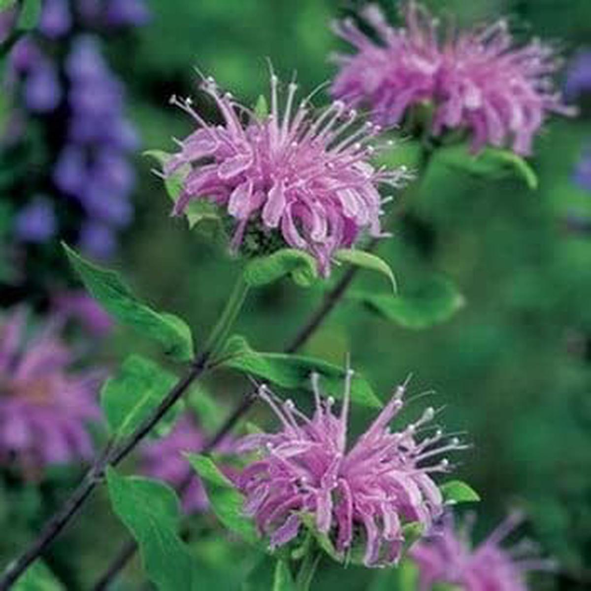 Lavender Bergamot Herb Seeds Heirloom, Non-GMO Easy Care Seeds for Garden Planting