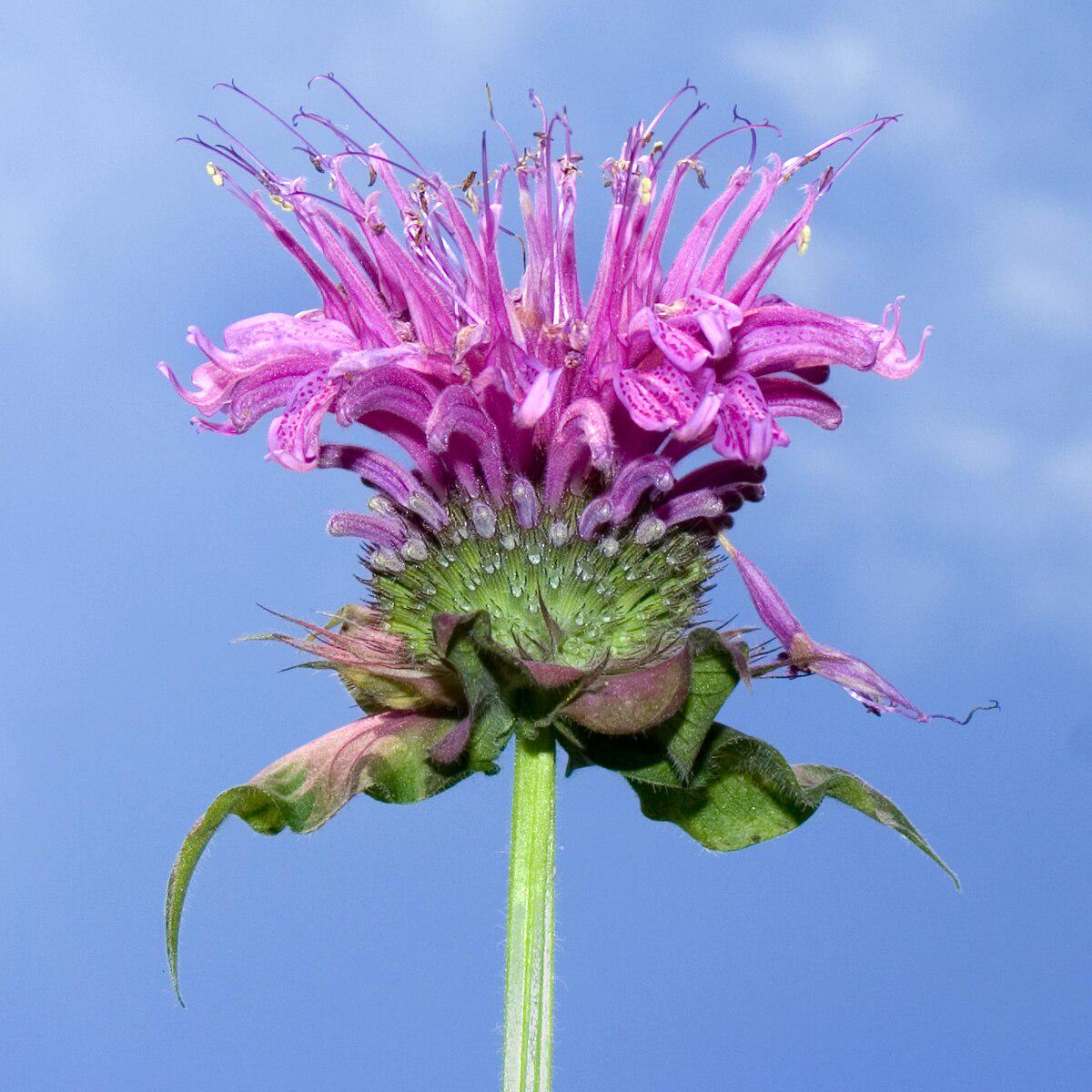 Monarda Flower Seeds for Planting Heirloom, Non-GMO, Organic Garden Seeds