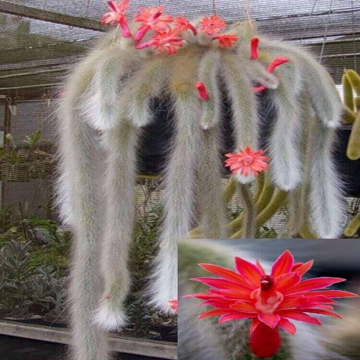 Monkey Tail Flower Seeds for Planting  Exotic Blooming Succulent Seeds