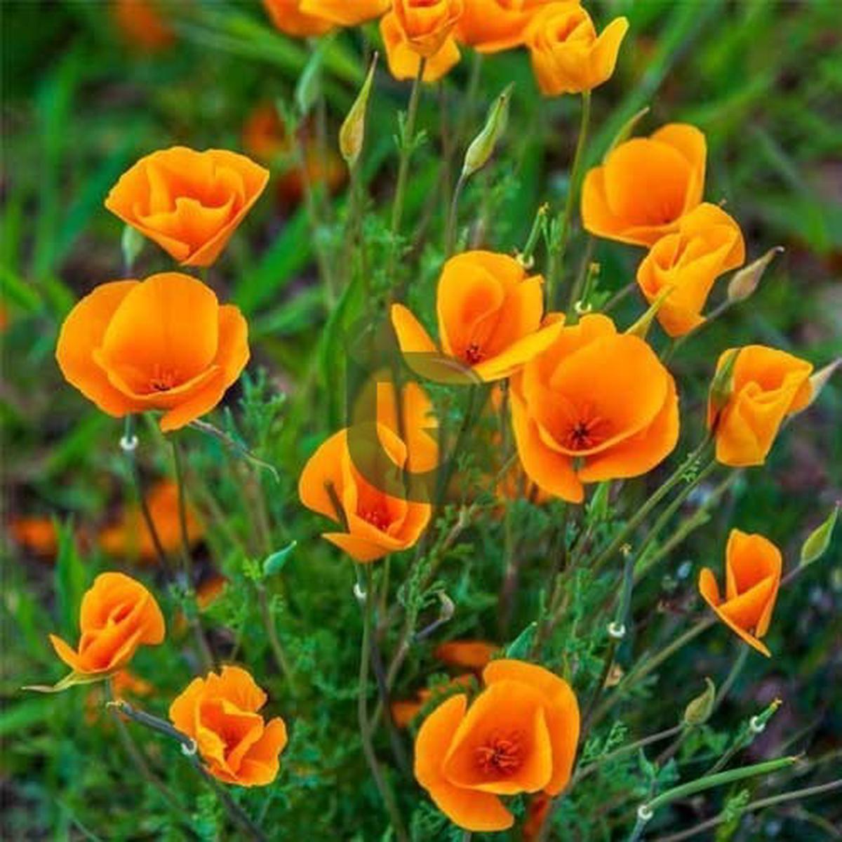 Orange Eschscholtzia Flower Seeds Bright Blooms, Heirloom & Non-GMO for Home Garden