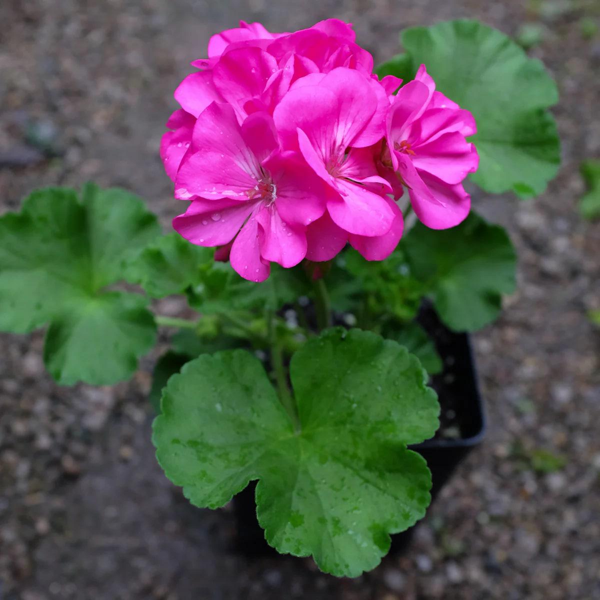 Pink Big Blooms Geranium Flower Seeds for Planting Heirloom, Non-GMO, High Germination for Borders