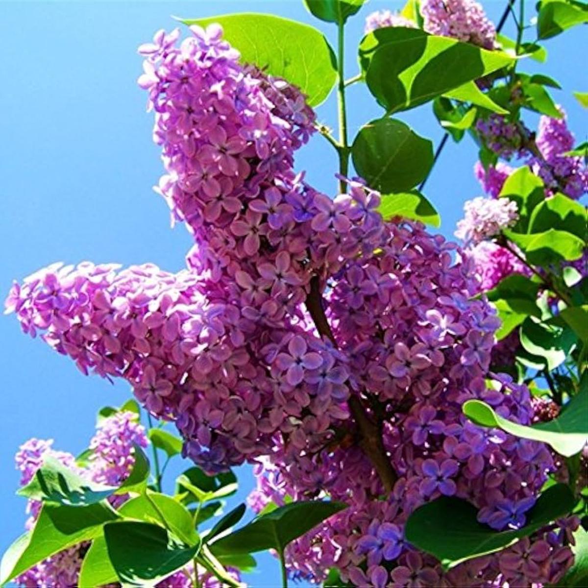 Purple Fragrant Flower Seeds for Planting Heirloom, Non-GMO, High Germination Organic Garden Seeds