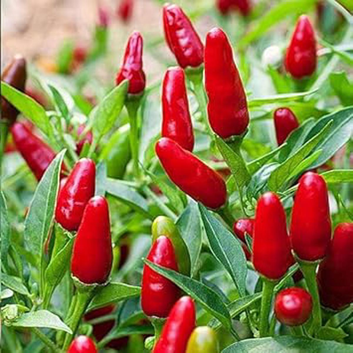 Thai Pepper Vegetable Seeds for Planting Heirloom, Non-GMO, High Germination Organic Garden Seeds