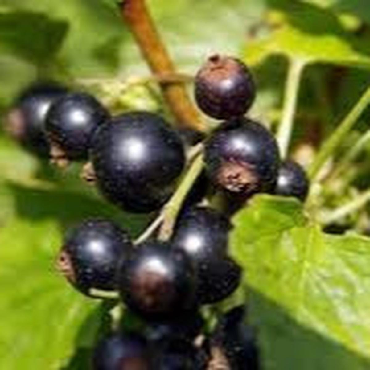 Titania Black Currant fruit seeds for planting - Heirloom & Non-GMO Garden seeds, nutrient-rich berry bushes
