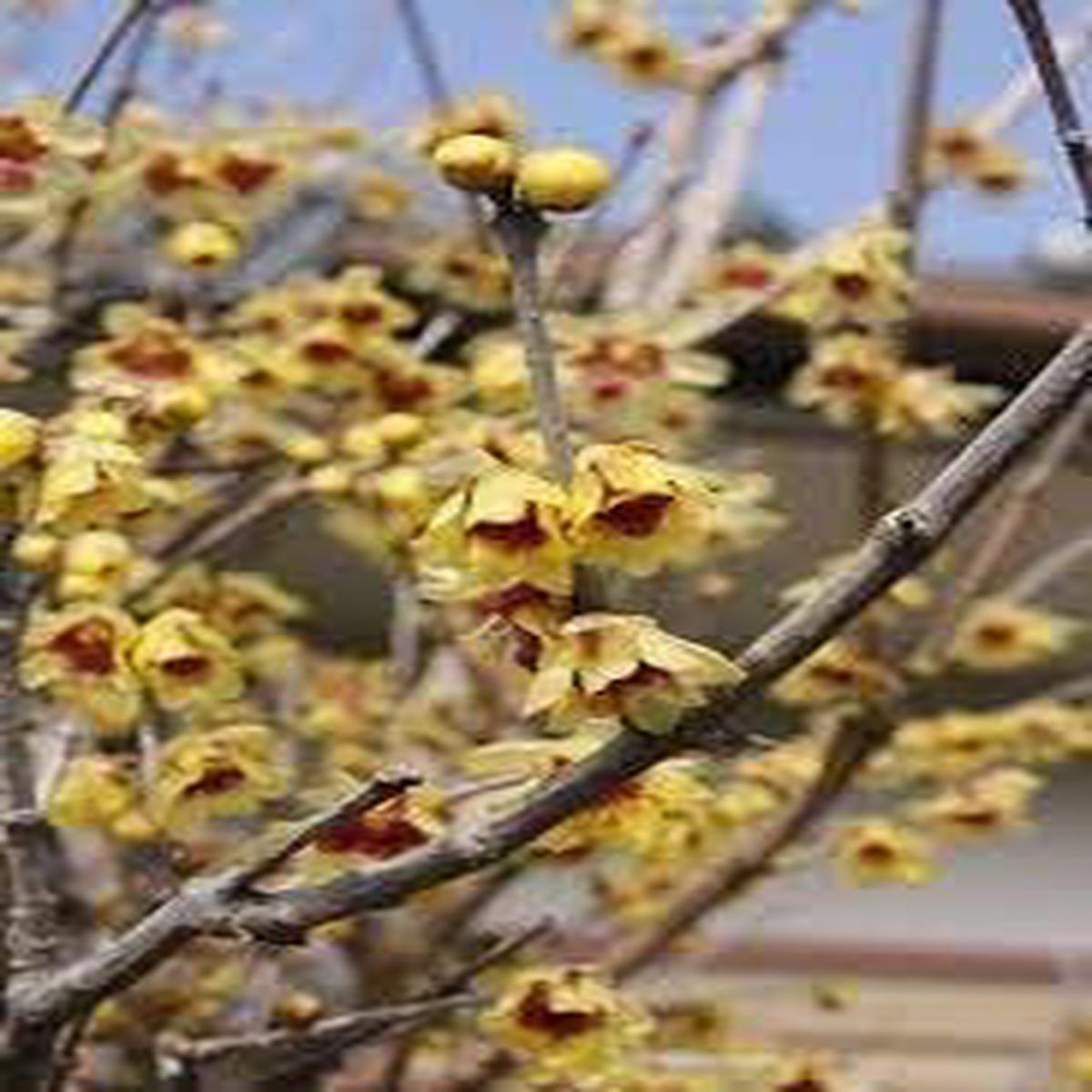 Wintersweet Fragrant Flower Seeds Heirloom, Non-GMO, Pollinator Friendly