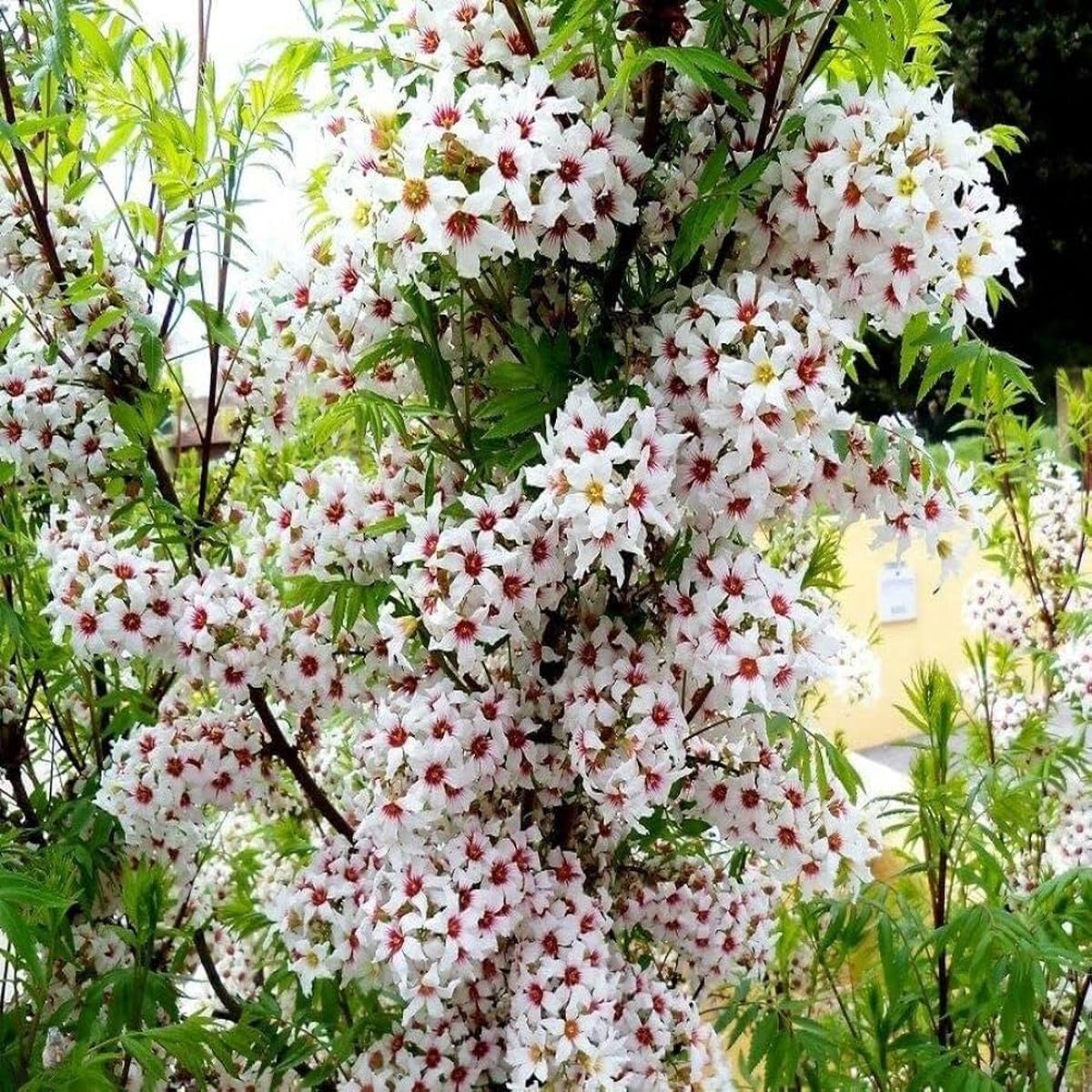 Xanthoceras Sorbifolium Flower Seeds for Planting Heirloom, Non-GMO, High Germination
