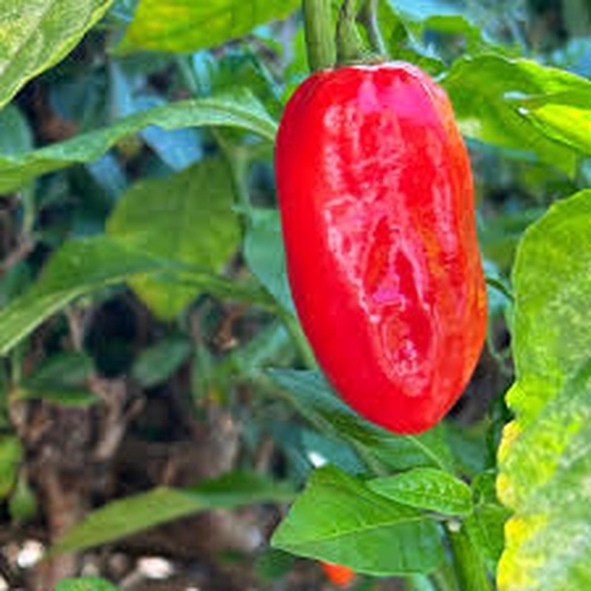 Zavory Pepper Seeds for Planting Heirloom & Non-GMO, High Germination Organic Chili Seeds for Mild Spice Gardens