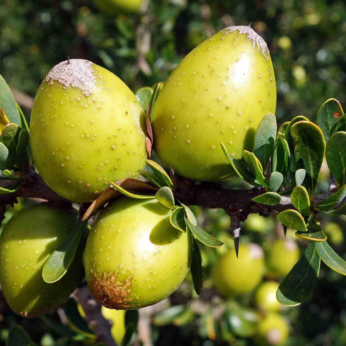 Argania fruit seeds for planting - Heirloom & Non-GMO Garden seeds, resilient trees with oil-rich nutritious fruits