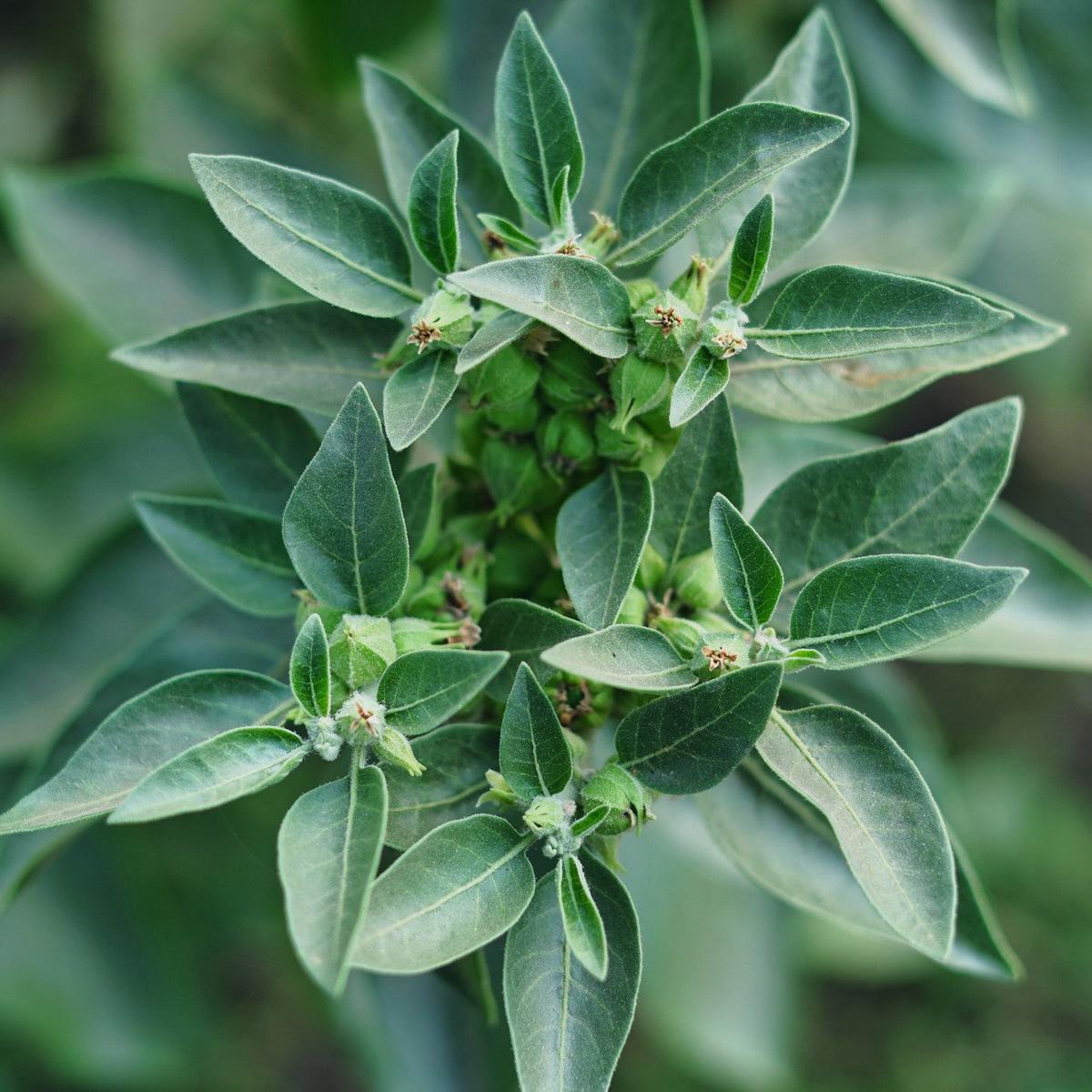 Ashwagandha Herb Seeds  Heirloom, Non-GMO Sun-Loving Seeds for Garden Planting