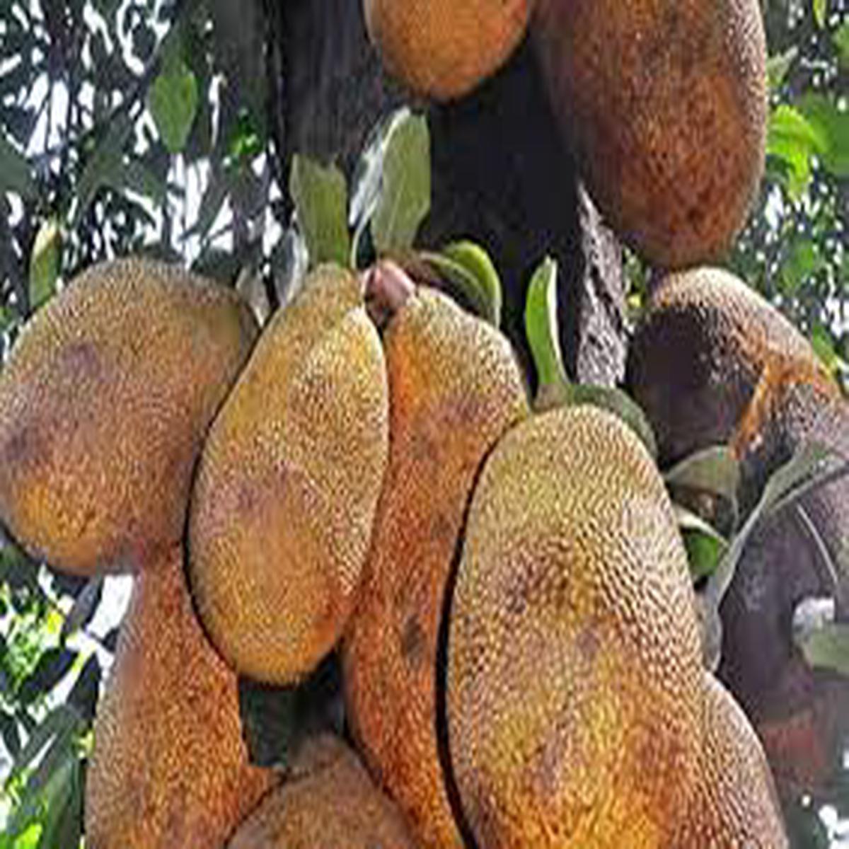 Black Gold Jackfruit seeds for planting - Heirloom & Non-GMO Garden seeds, tropical giant fruit with sweet flesh
