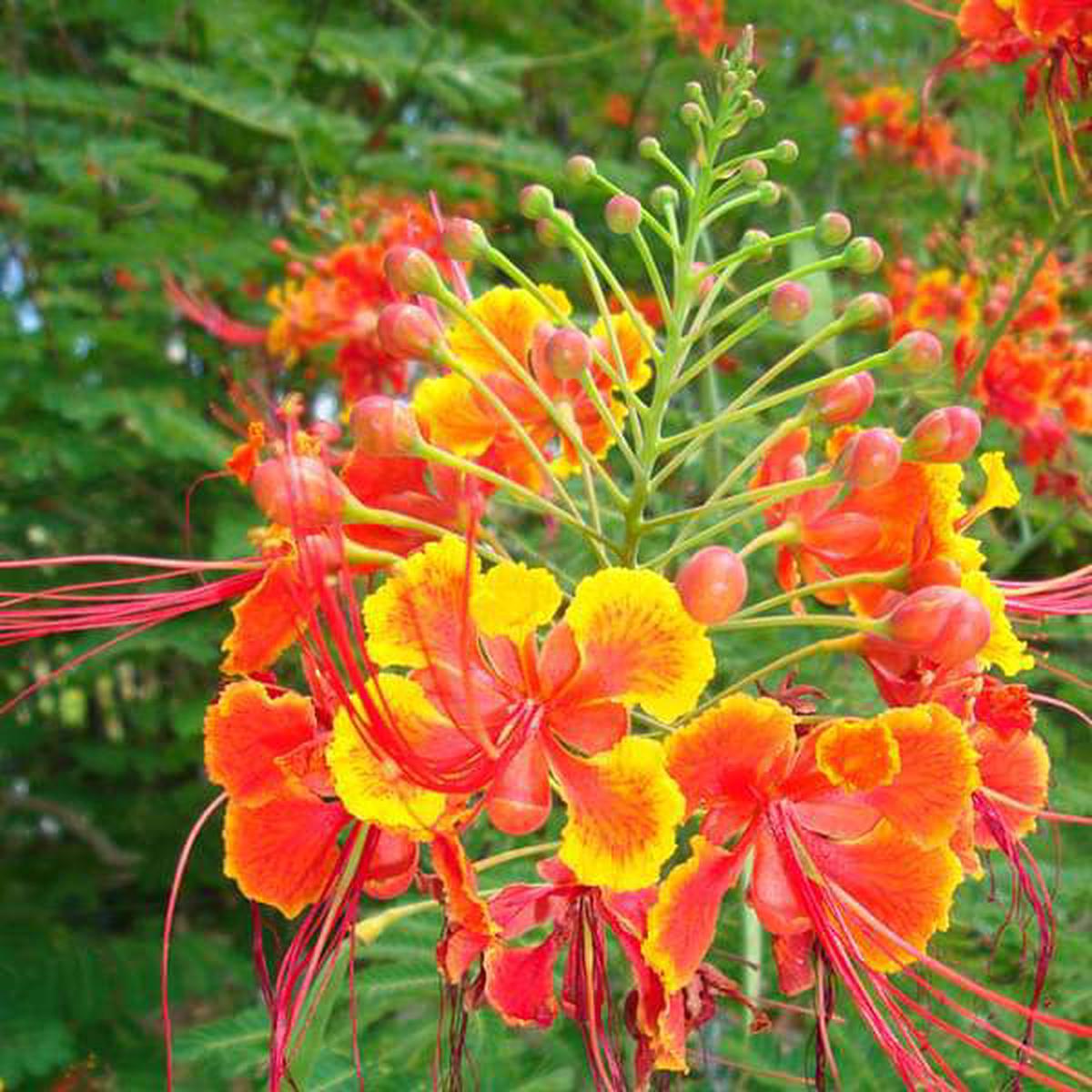 Caesalpinia Flower Seeds for Planting Vibrant Tropical Blooms for Home & Garden