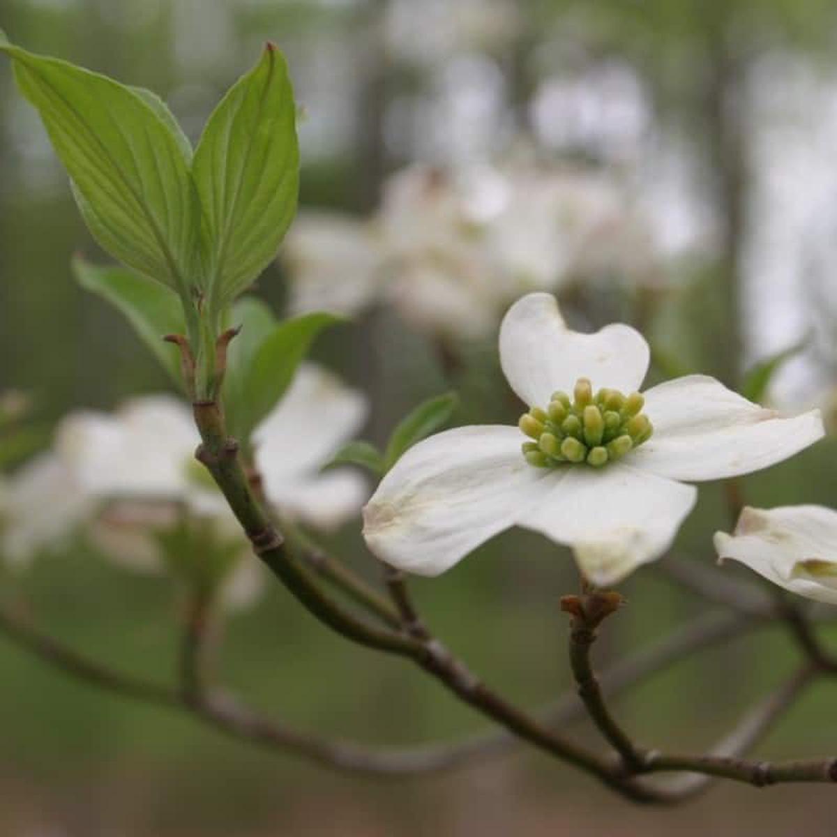 Cornus Flower Seeds for Planting Heirloom, Non-GMO Low Maintenance, High Germination Seeds