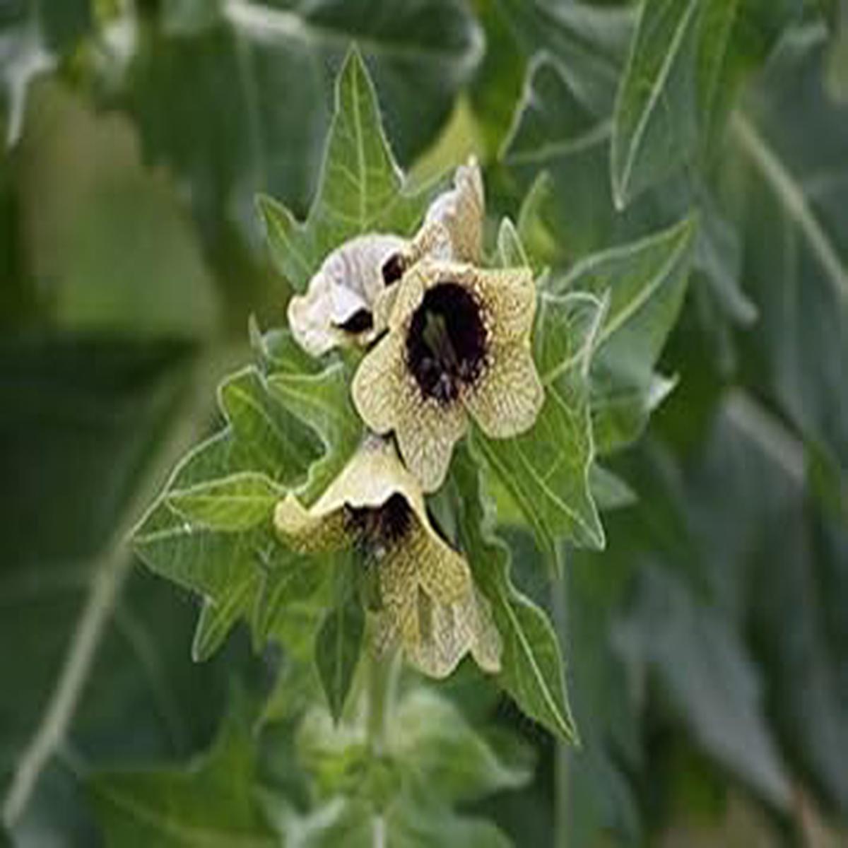 Cream Henbane Flower Seeds for Planting Rare Medicinal Herb with Creamy Blooms