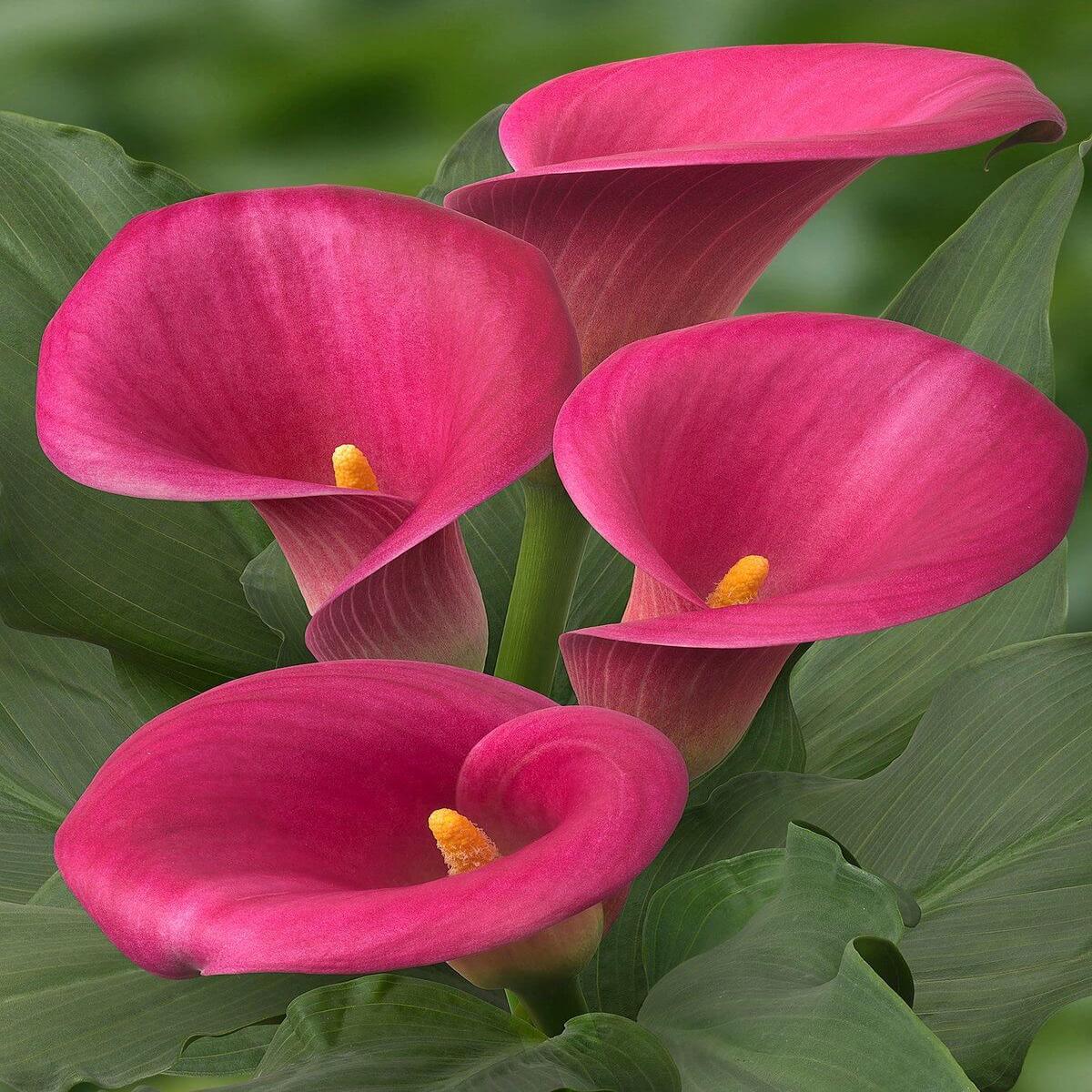 Dark Pink Calla Flower Seeds for Planting Heirloom, Non-GMO, Premium Quality, High Germination