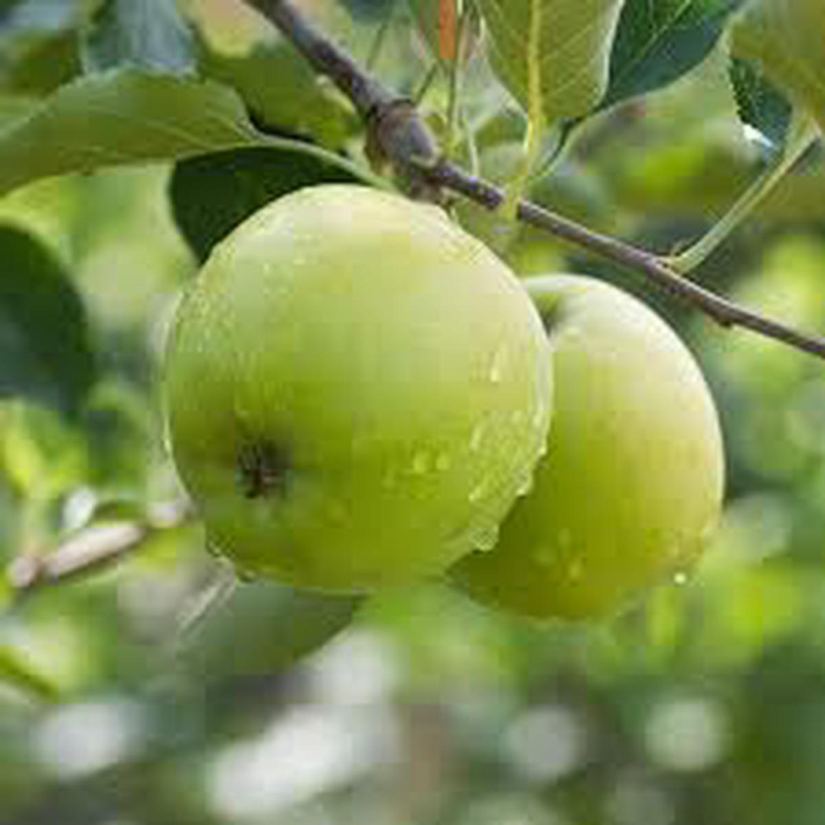 Granny Smith Apple Seeds for Garden Planting  Heirloom Non-GMO Fruit Variety