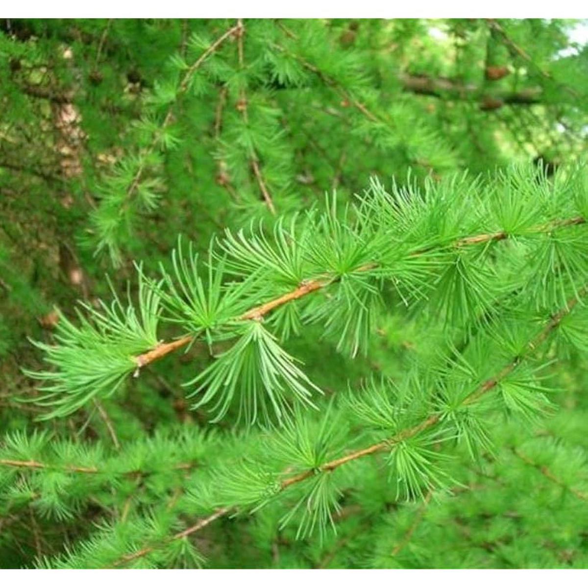 Green Larix Occidentalis Herb Seeds for Planting  Heirloom, Non-GMO Versatile Seeds for Thriving Gardens