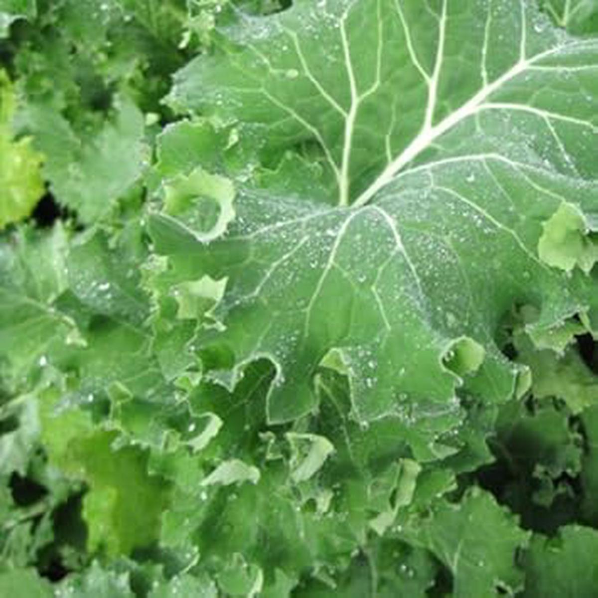 Green Siberian Kale Vegetable Seeds for Planting Heirloom & Non-GMO Garden Seeds